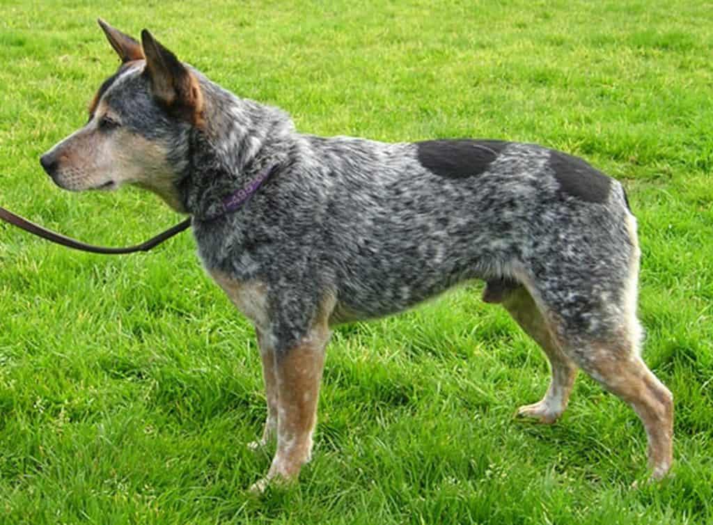 why are blue heelers aggressive