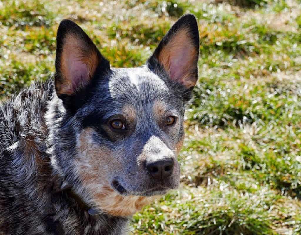 are blue heelers cuddly