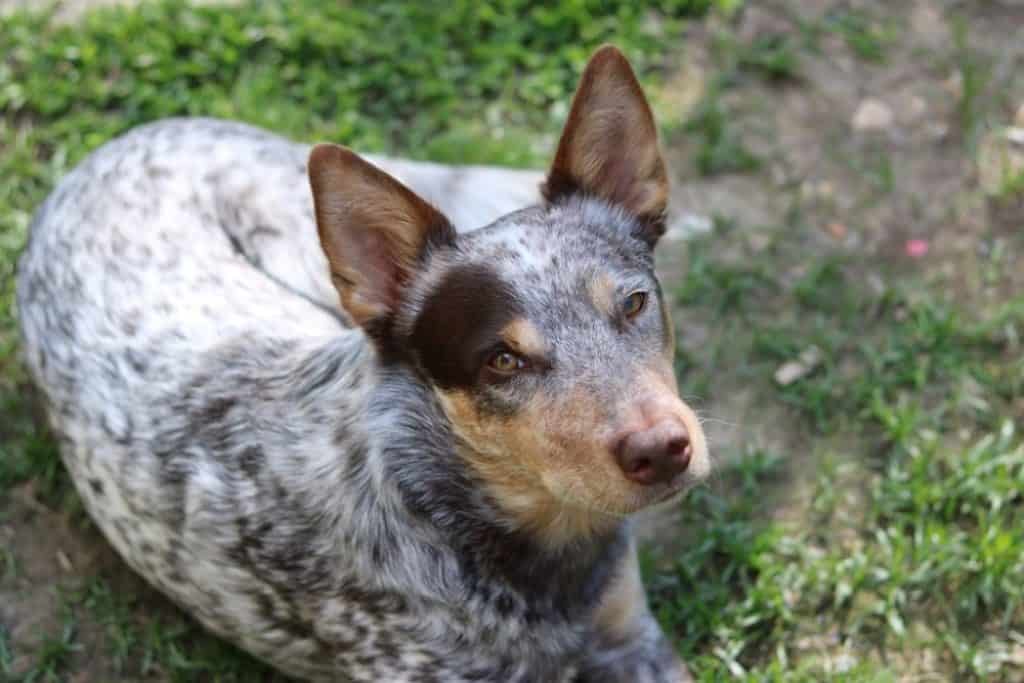 are blue heeler dogs aggressive