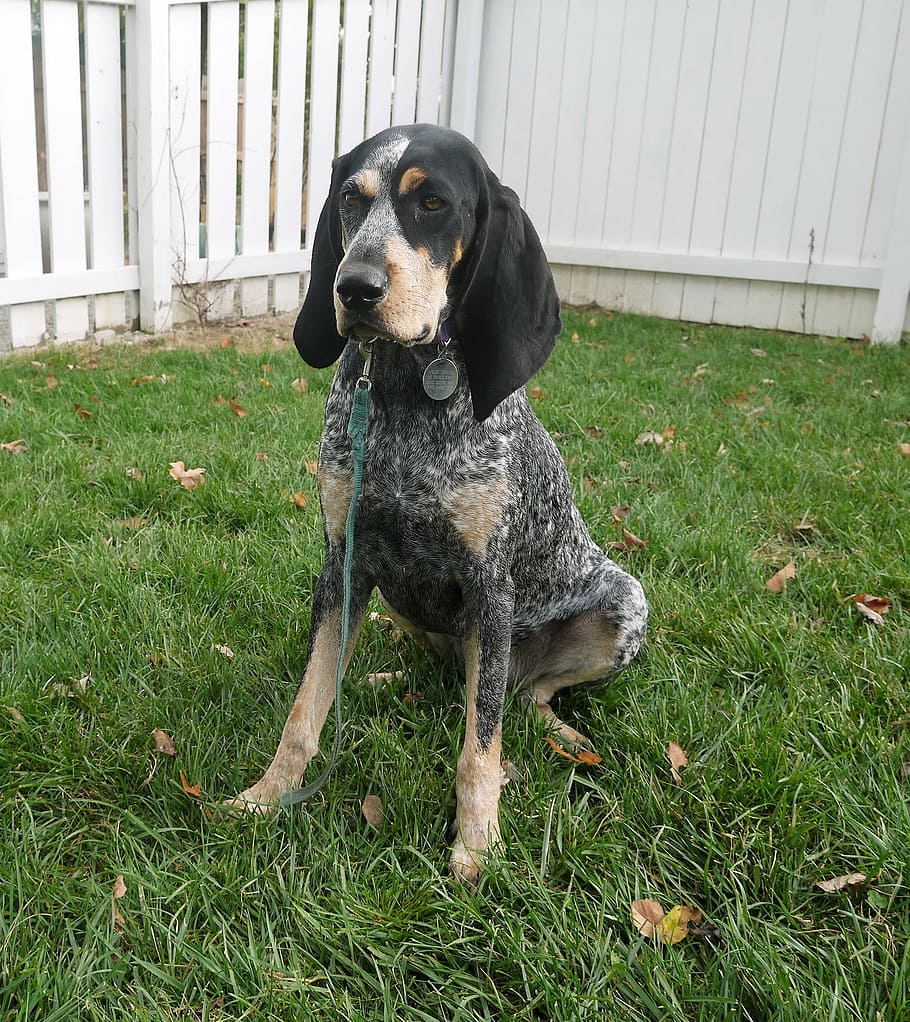 Large Bluetick Coonhound Dog Breed in an Open Yard