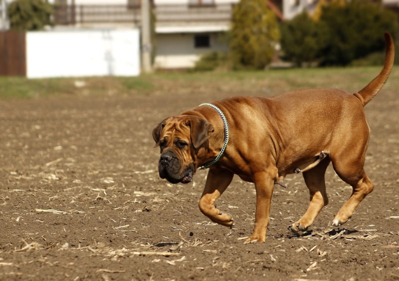 Boerboel dog