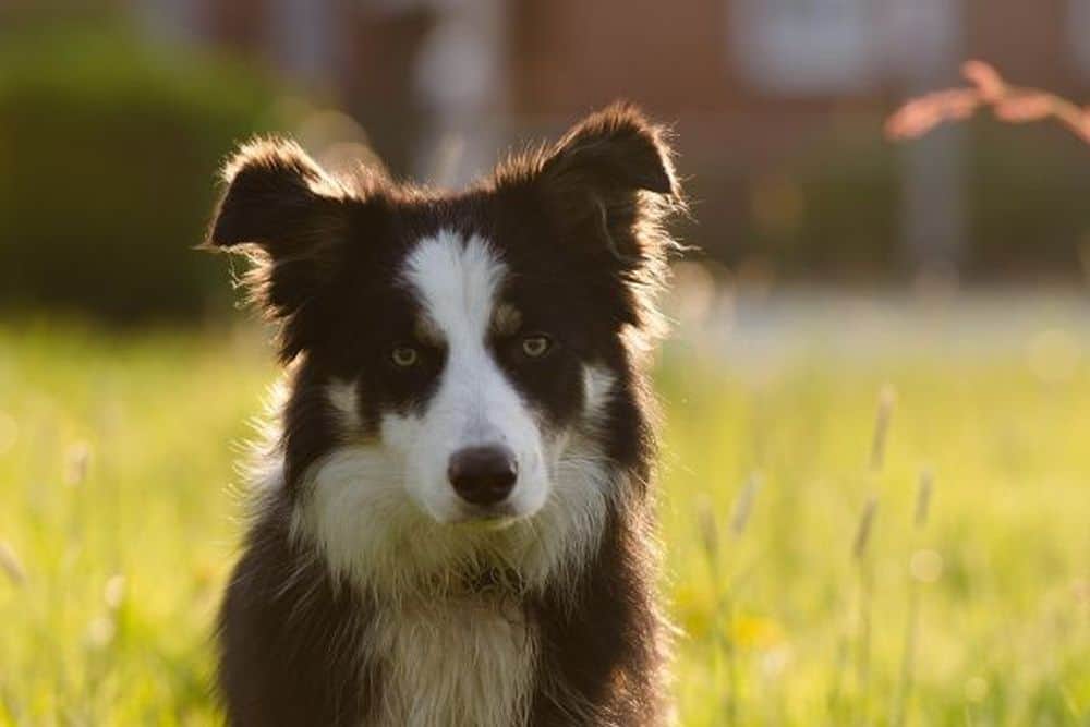 Why Does My Border Collie Stare At Me? (Solved!) | Puplore