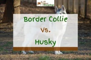 Border Collie vs Husky - What's The Difference? | Puplore