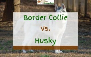 Border Collie vs Husky – What’s The Difference?
