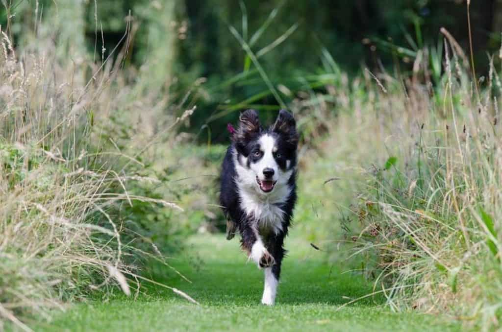 are border collies fence jumpers