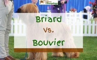 Briard vs Bouvier – A Detailed Comparison