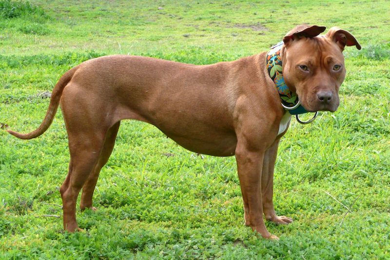 Brown Female American Pitbull Terrier