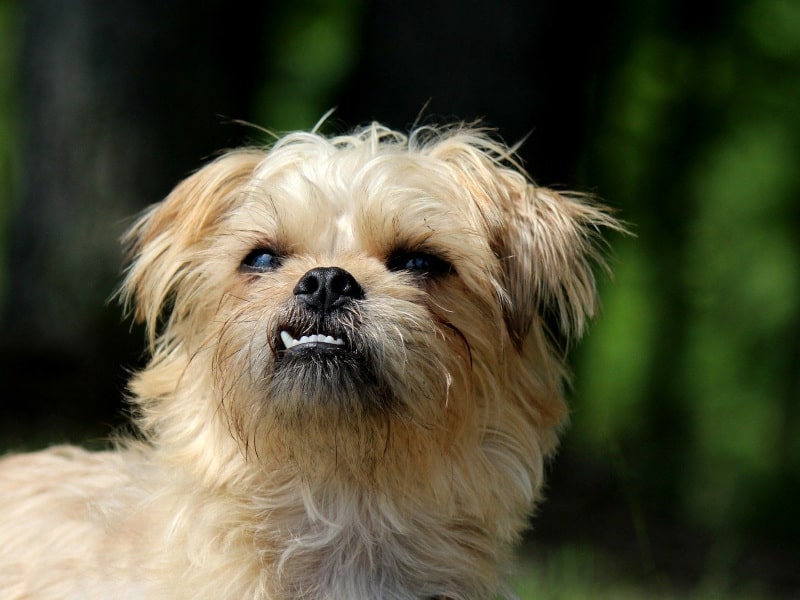 Brussels Griffon dog breed