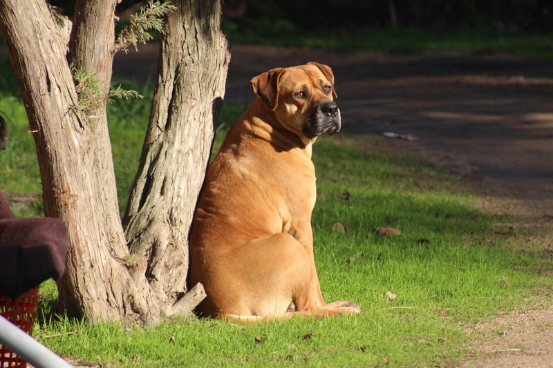 Bull Mastiff dog