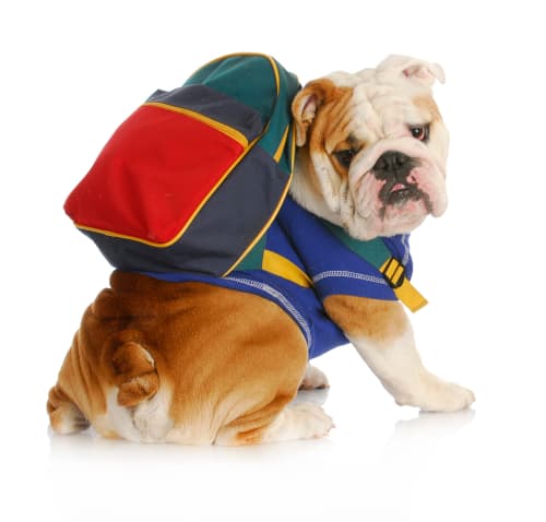 Bulldog wearing the worst backpack for dogs