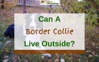 Can a Border Collie Live Outside? (Solved!)
