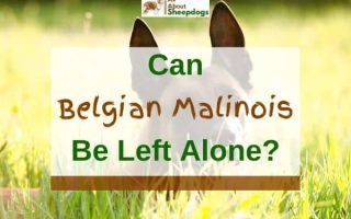 Can Belgian Malinois Be Left Alone? (Solved!)