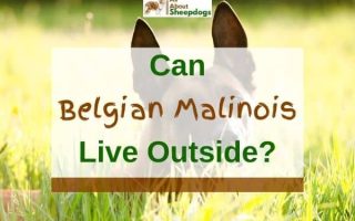 Can Belgian Malinois Live Outside (Solved!)