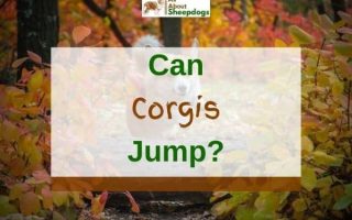 Can Corgis Jump And Is It Bad For Them?