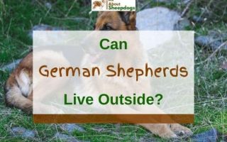 Can German Shepherds Live Outside? (Solved)
