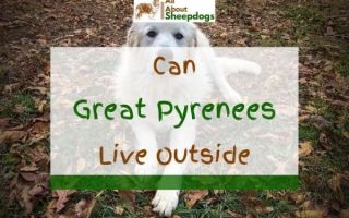 Can Great Pyrenees Live Outside & Do They Like Cold Weather?