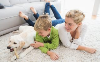 Can I Keep a Labrador in an Apartment? Tips and Tricks for Apartment Living