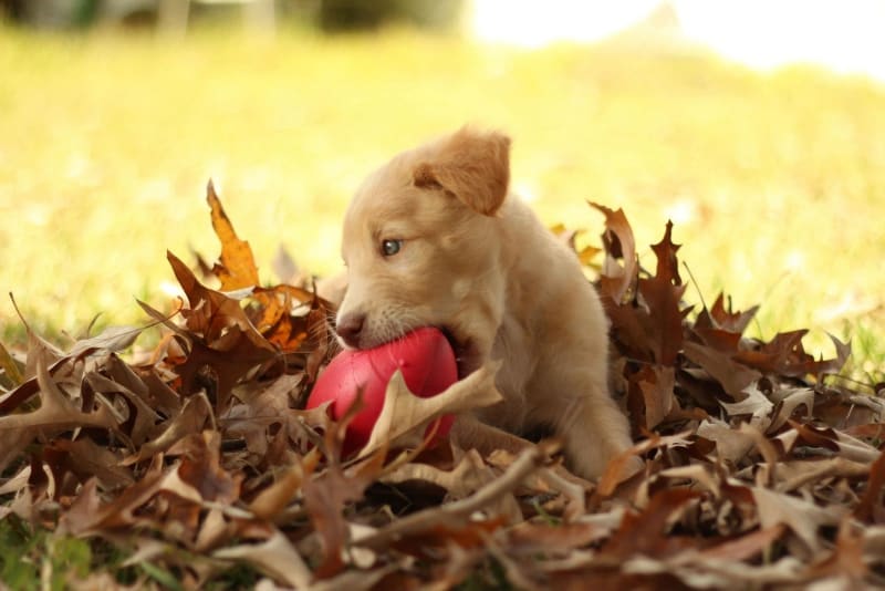 Can puppies eat blue cheese