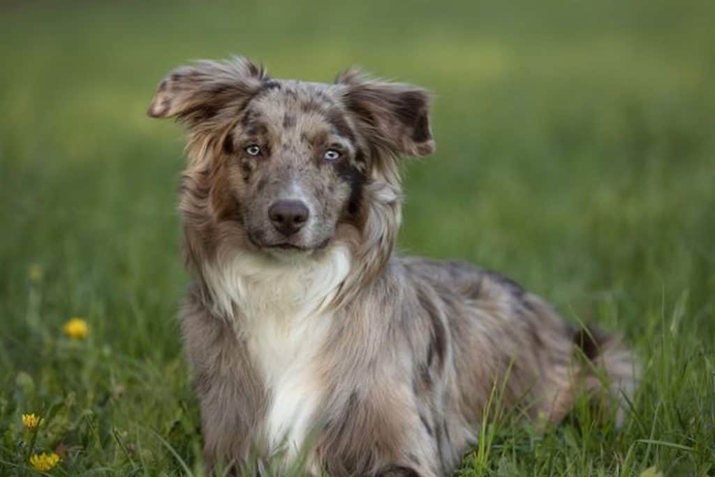 can a australian shepherd be shaved