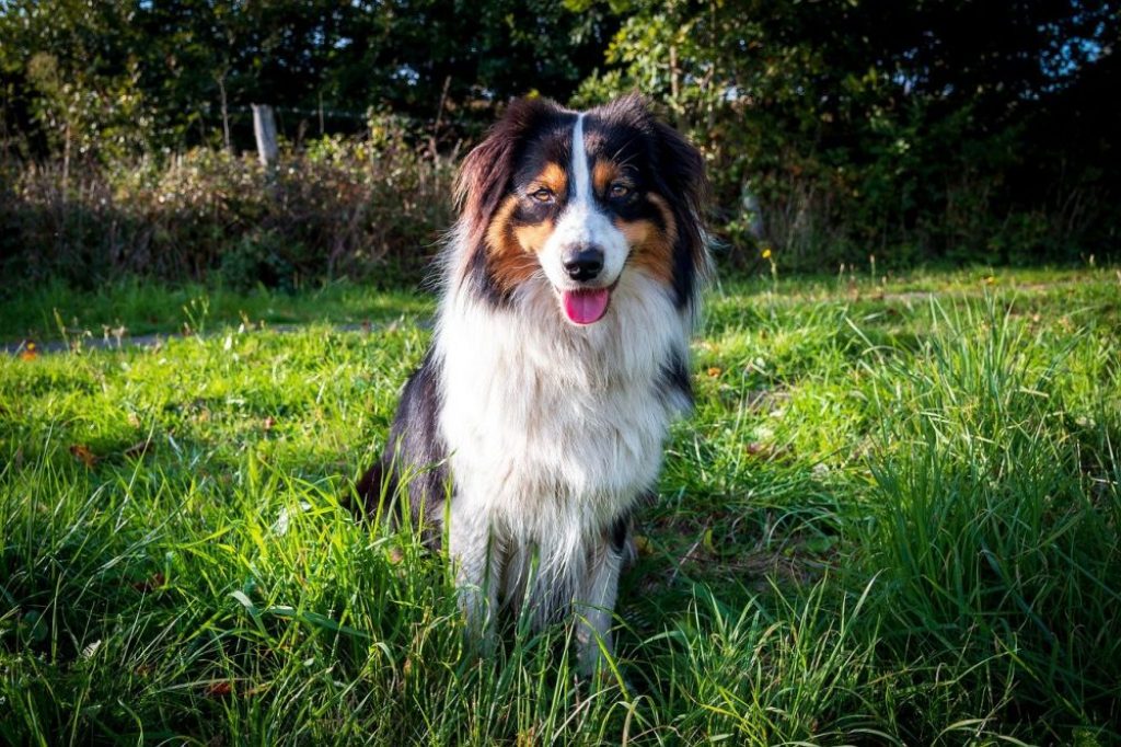 can a australian shepherd be shaved