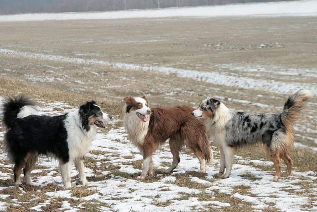 is it ok to shave a australian shepherd