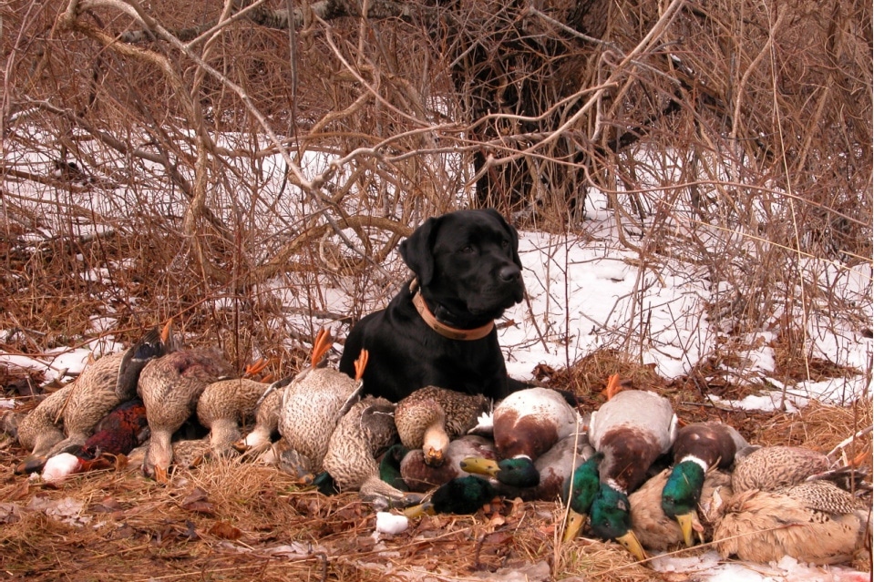 can-you-train-a-1-year-old-lab-puppy-to-hunt-puplore