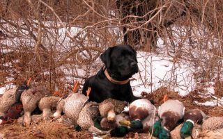Can You Train a 1-Year-Old Lab Puppy to Hunt?