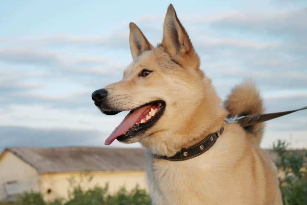 canaan dogshedding level do canaan dogs shed a lot