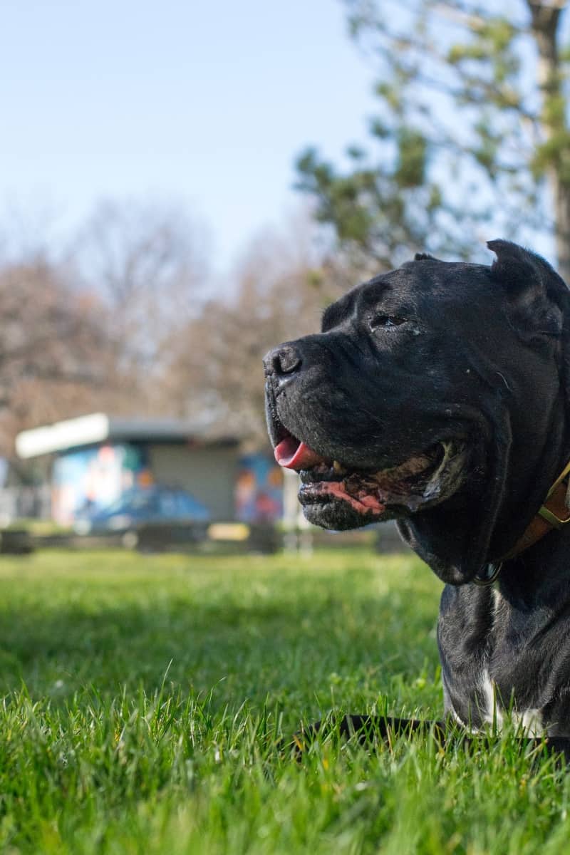 Cane Corsos Most Powerful Dog Breeds