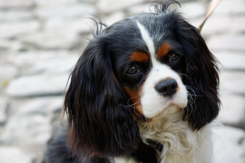 Cavalier King Charles Spaniel