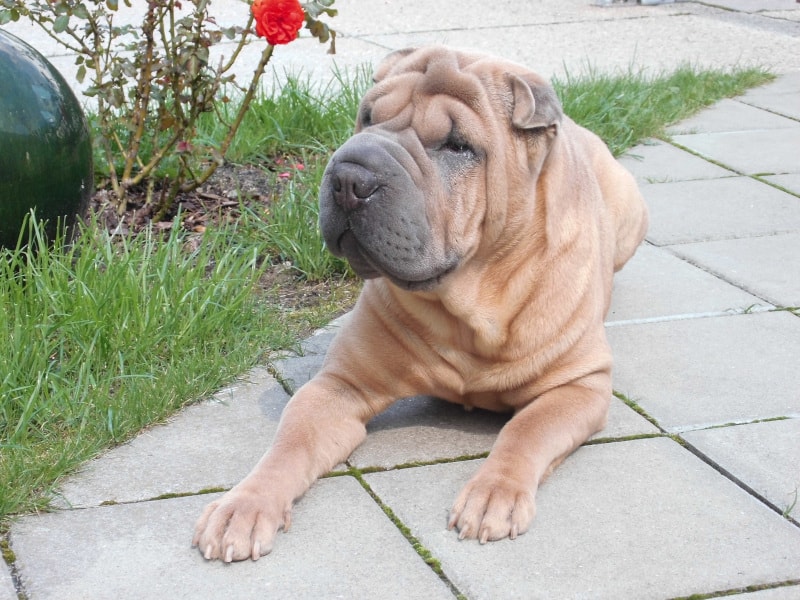 Chinese Shar Pei