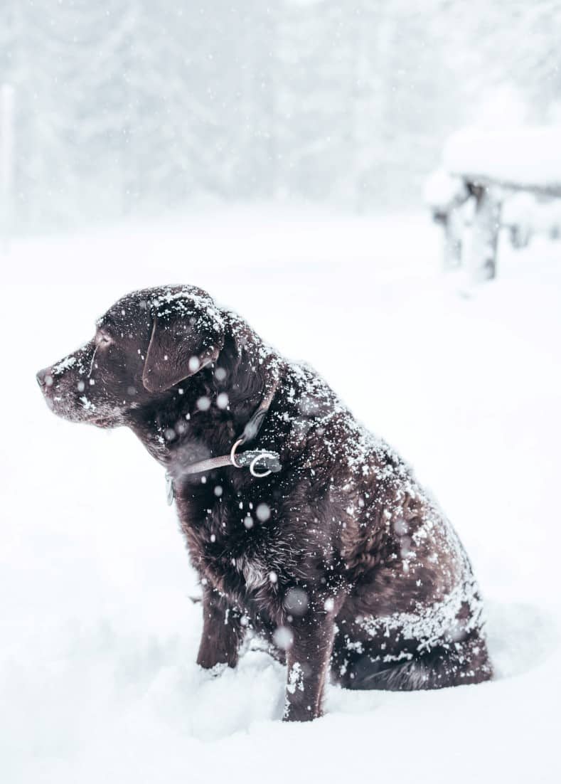 Chocolate lab in snow