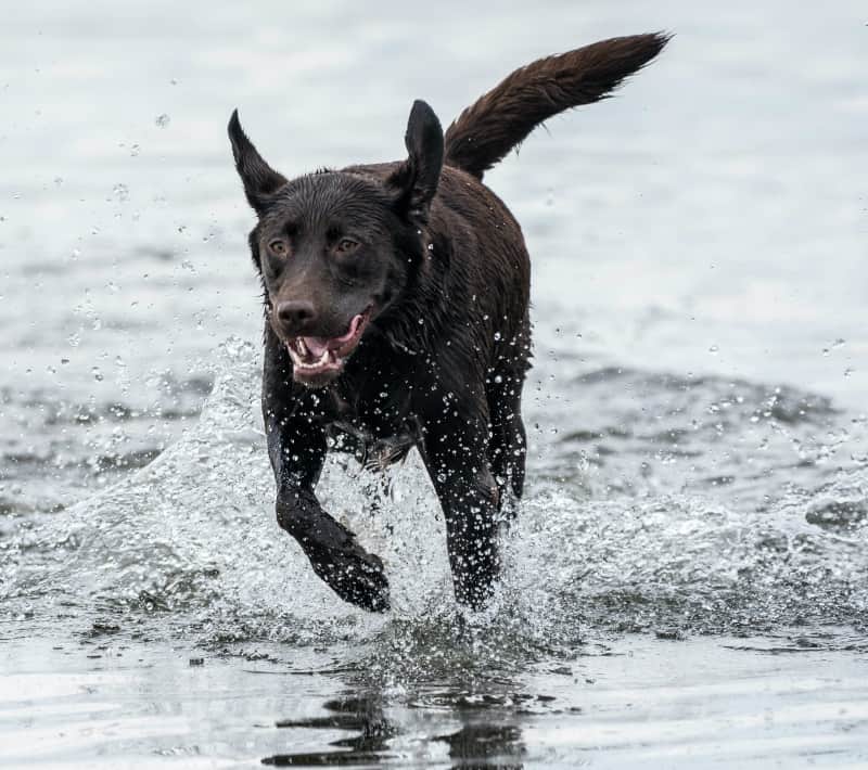 Chocolate lab in water
