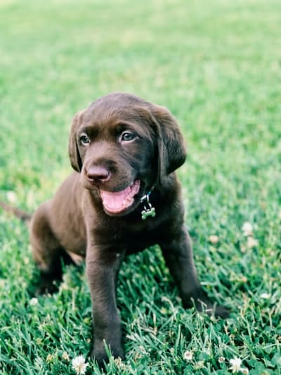 Chocolate lab puppy