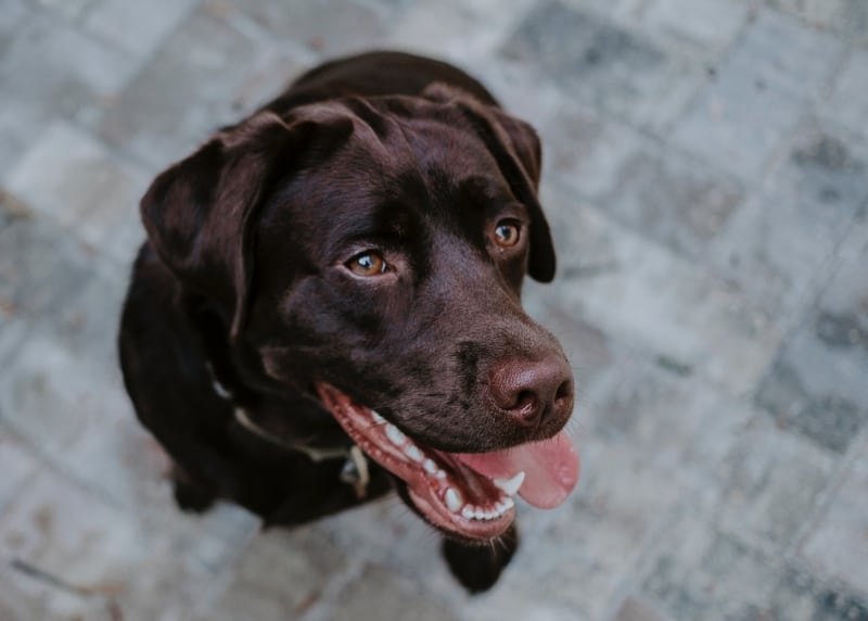 Chocolate Lab waiting for a treat