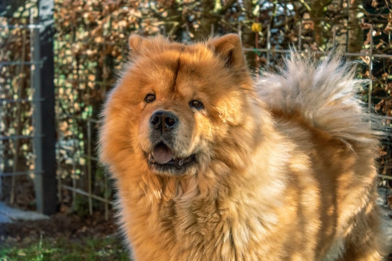 Close Up Chow Chow dog at Park