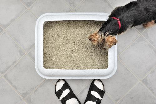 Cleaning a soil litter box