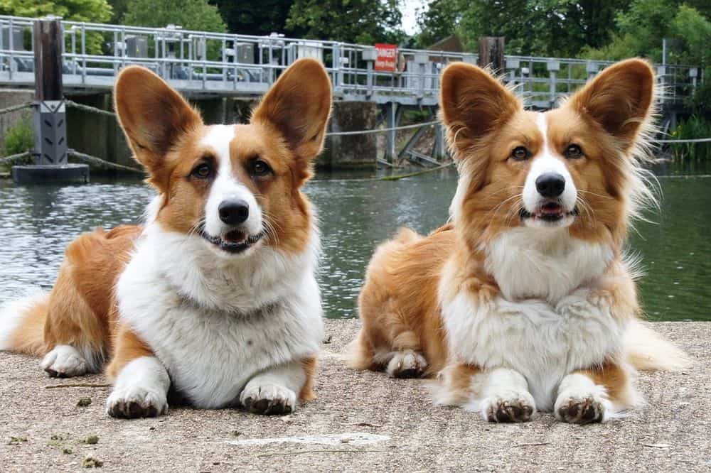 Corgi dog