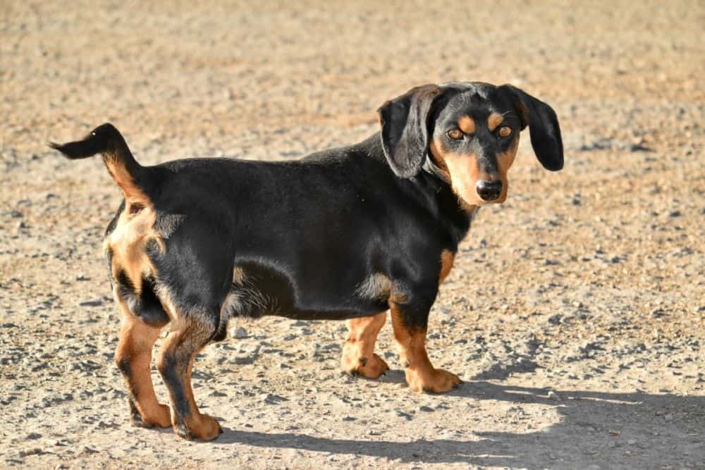 Dachshund ready to walk slowly