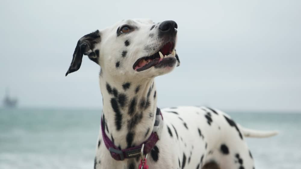 Dalmatian by water