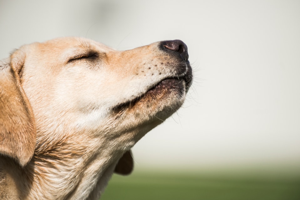 Do Labradors Smell? 7 Things You Can Do About Lab Odor