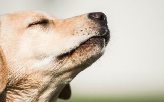 Do Labradors Smell? – 7 Things You Can Do About Lab Odor