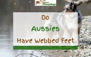 Do Australian Shepherds Have Webbed Feet? (Solved!)