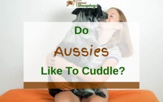 Do Australian Shepherds Like to Cuddle (Solved!)