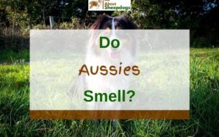 Do Australian Shepherds Smell? (Including Solutions!)