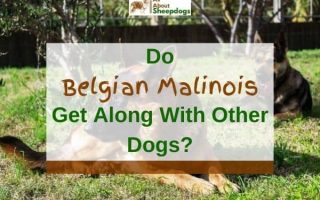 Do Belgian Malinois Get Along With Other Dogs? (Solved!)