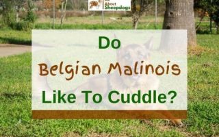 Do Belgian Malinois Like To Cuddle? (Solved!)