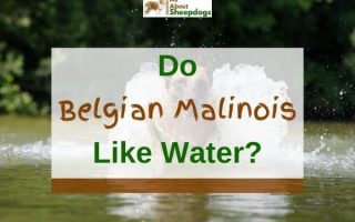 Do Belgian Malinois Like Water And Can They Swim? (Solved!)