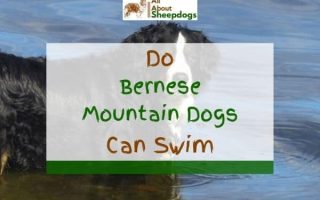 Do Bernese Mountain Dogs Like Water And Can They Swim?