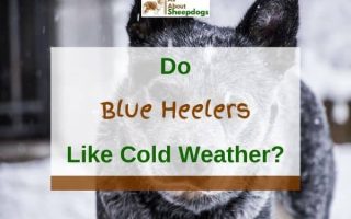 Do Blue Heelers Like Cold Weather? (Solved!)